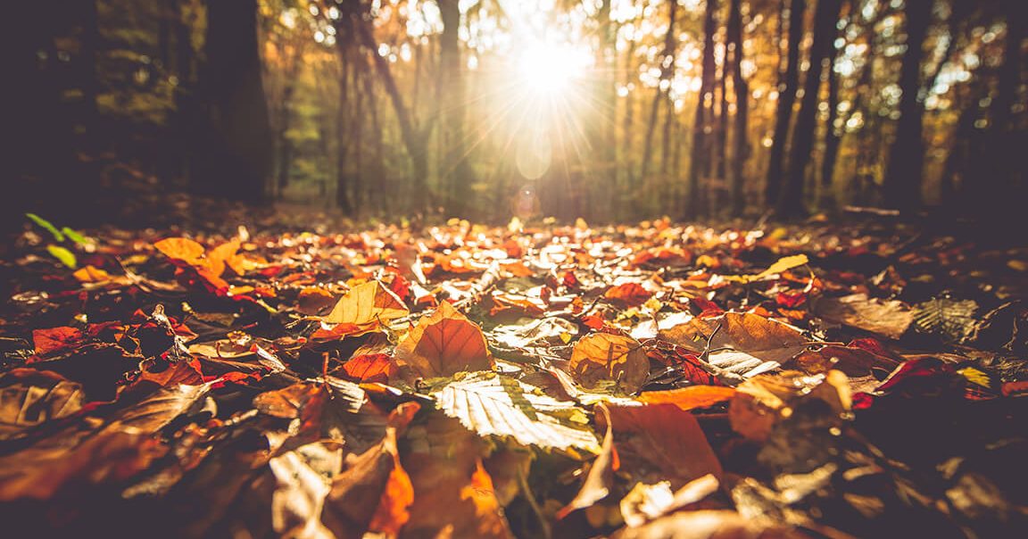 Fall Event Guide | Roseville MN Hotels & Events